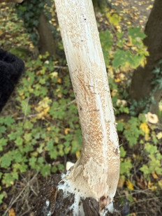 Гриб из Darmstadt