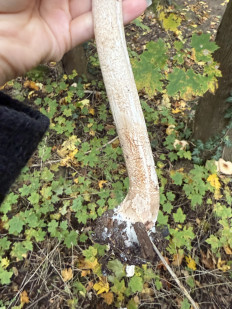 Гриб из Darmstadt