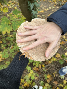 Гриб из Darmstadt