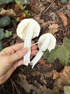 Гриб из Darmstadt