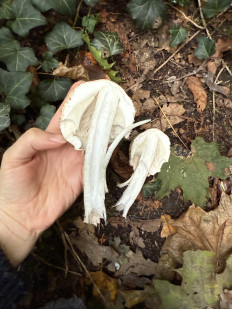 Гриб из Darmstadt