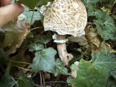 Гриб из Darmstadt