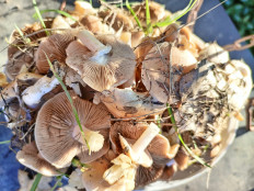 Гриб из Крамнодар