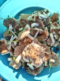 Гриб из Крамнодар