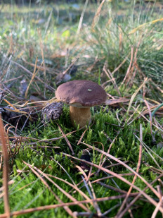 Гриб из Брест