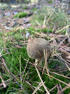 Гриб из Брест