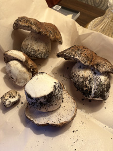 Гриб из Ванкувер. Канада