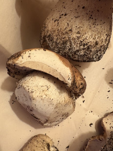 Гриб из Ванкувер. Канада