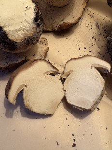 Гриб из Ванкувер. Канада