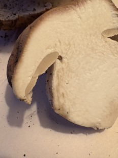 Гриб из Ванкувер. Канада