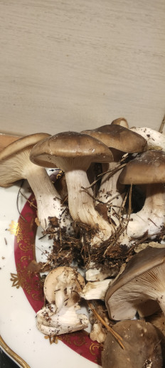 Гриб из Чеоябинск