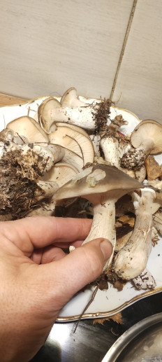 Гриб из Чеоябинск