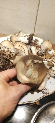 Гриб из Чеоябинск