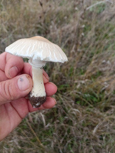 Гриб из Ростов-на-Дону