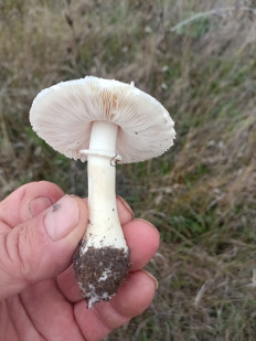 Гриб из Ростов-на-Дону