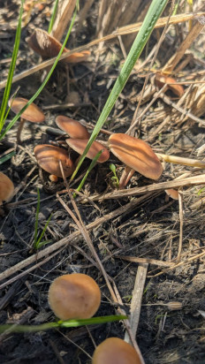 Гриб из Краснодарский край