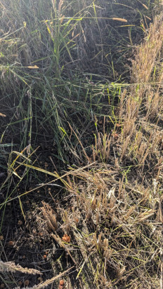 Гриб из Краснодарский край