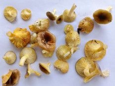 Гриб из Лаптево