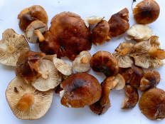 Гриб из Лаптево