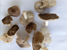 Гриб из Лаптево