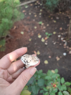 Гриб из Донецк