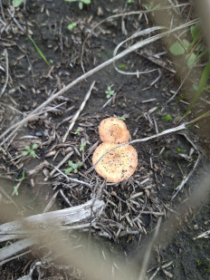 Гриб из Луганск