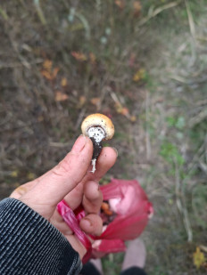 Гриб из Луганск