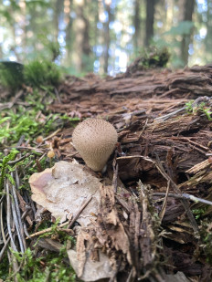 Гриб из Москва