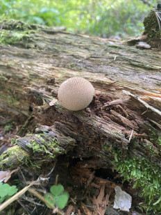 Гриб из Москва