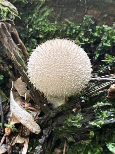 Гриб из Москва