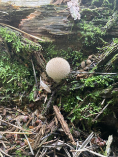 Гриб из Москва