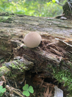 Гриб из Москва