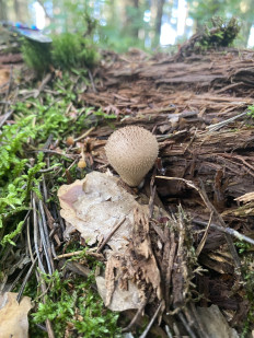 Гриб из Москва