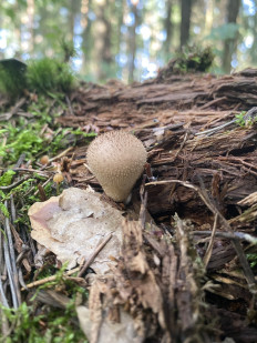 Гриб из Москва