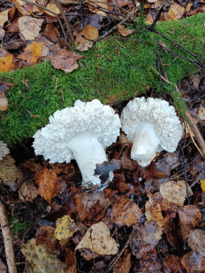 Гриб из г.Шуя РФ