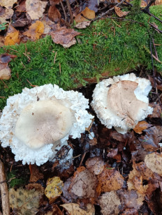 Гриб из г.Шуя РФ