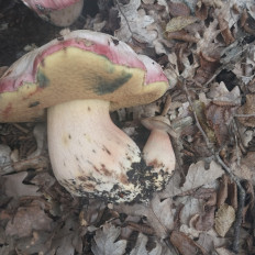 Гриб из Ялта