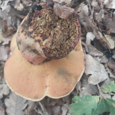 Гриб из Ялта