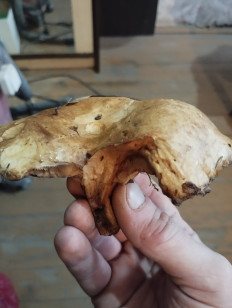 Гриб из Гомель