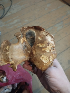 Гриб из Гомель