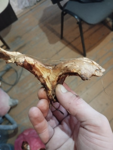 Гриб из Гомель