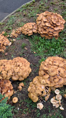 Гриб из Лилль