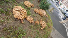 Гриб из Лилль