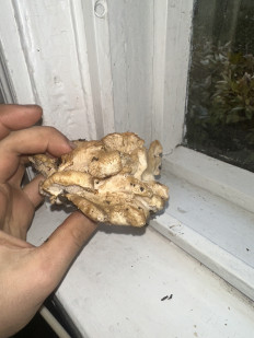 Гриб из Киев