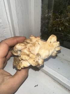 Гриб из Киев