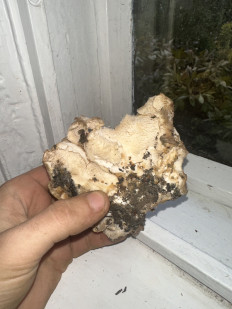 Гриб из Киев