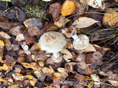 Amanita citrina - Мухомор поганковидный