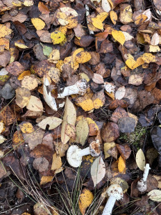 Amanita citrina - Мухомор поганковидный