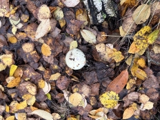 Amanita citrina - Мухомор поганковидный
