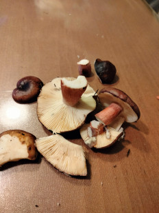 Гриб из Геленджик